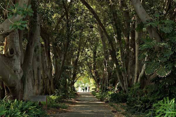 Adelaide Botanic Gardens - Lions MD 201 National Convention 2026