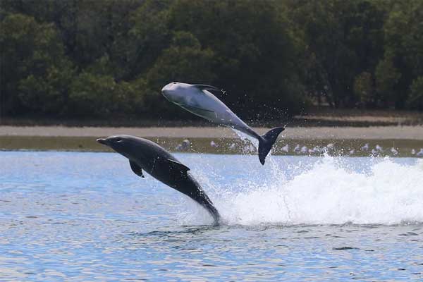 Adelaide Dolphin Sanctuary - Lions MD 201 National Convention 2026