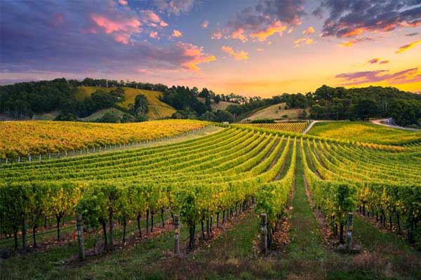 Barossa Valley - Lions MD 201 National Convention 2026