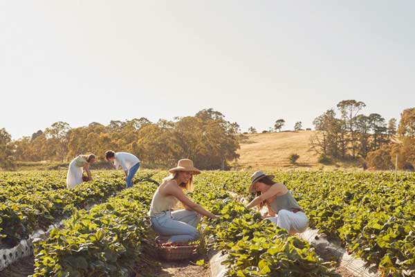 Beerenberg Farm - Lions MD 201 National Convention 2026