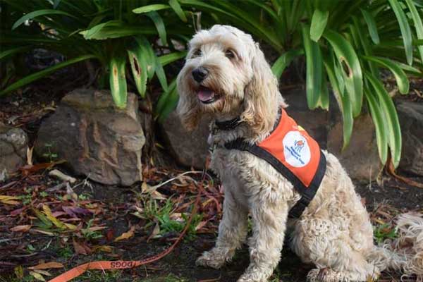 Lions Assistance Dogs - Lions MD 201 National Convention 2026