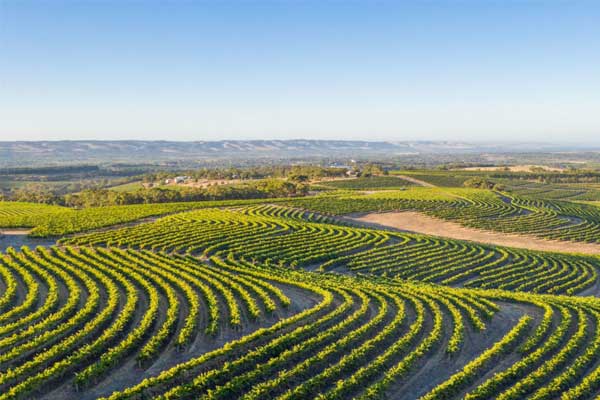 McLaren Vale Wine Region - Lions MD 201 National Convention 2026