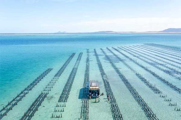 Coffin Bay Oyster Farm - Lions MD 201 National Convention 2026