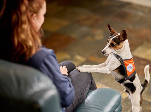 Lions Assistance Dogs trainee dog in training