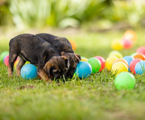 Lions Assistance Dogs Puppies