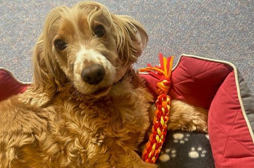 Lions Assistance Dogs toys