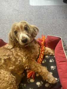 Dog toys for Lions Assistance Dogs