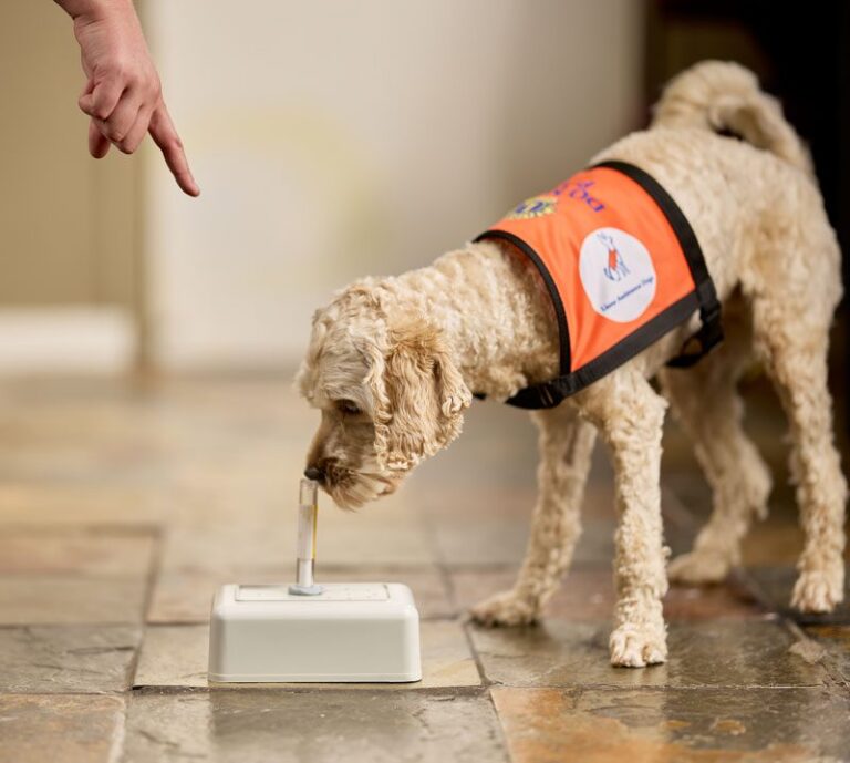 Lions Assistance Dogs - Medical Alert Dog in training