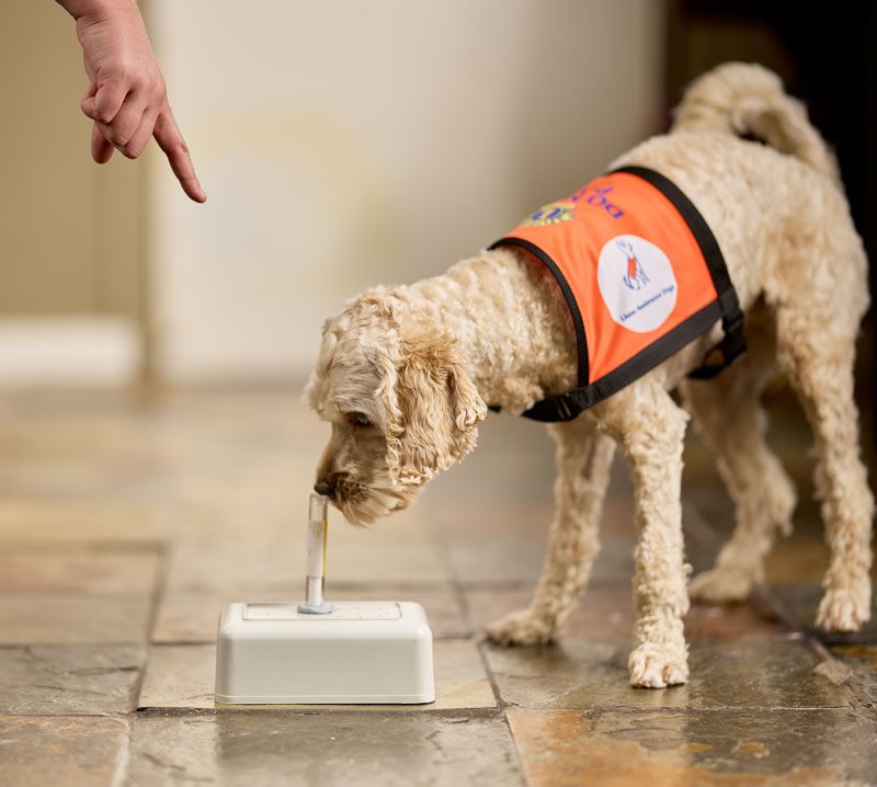 Lions Assistance Dogs - Medical Alert Dog in training