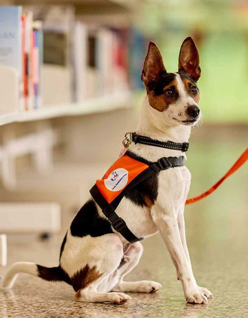 Lions Assistance Hearing Dog